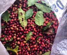 Mulheres do Oeste do Paraná se unem para produzir café especial. Foto:SEAB