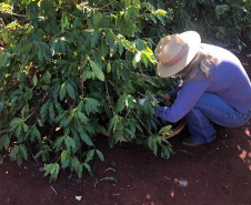 Mulheres do Oeste do Paraná se unem para produzir café especial. Foto:SEAB