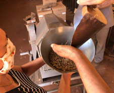 Mulheres do Oeste do Paraná se unem para produzir café especial. Foto:SEAB