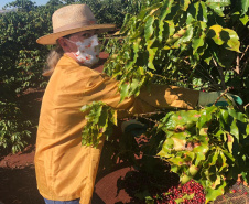 Mulheres do Oeste do Paraná se unem para produzir café especial. Foto:SEAB