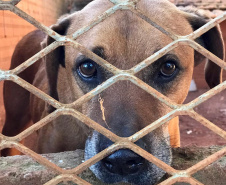 A Secretaria de Estado do Desenvolvimento Sustentável e do Turismo, com apoio da Frente das Organizações da Proteção Animal no Paraná (Fopar), está realizando a entrega de 5 toneladas de ração para 52 entidades de proteção animal, de 40 municípios paranaenses. Mais de 10 animais serão beneficiados. 
Foto: SEDEST