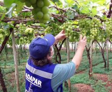 Defesa vegetal colabora para segurança alimentar na pandemia. Foto: Adaptar