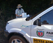 Defesa vegetal colabora para segurança alimentar na pandemia. Foto: Adaptar