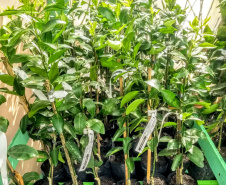 Defesa vegetal colabora para segurança alimentar na pandemia. Foto: Adaptar