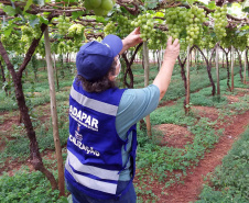 Defesa vegetal colabora para segurança alimentar na pandemia. Foto: Adaptar