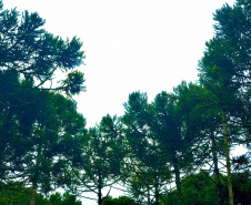 O Instituto Água e Terra, vinculado à Secretaria de Estado do Desenvolvimento Sustentável e do Turismo, distribui gratuitamente mudas de mais de 100 espécies nativas para todo o Estado. Entre elas estão araucária, jabuticaba, canela, peroba, imbuia e erva-mate, que formam parte da vegetação existente no Paraná. Apenas no ano passado foram cerca de 1,6 milhão de unidades.

Foto:IAT