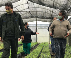O Instituto Água e Terra, vinculado à Secretaria de Estado do Desenvolvimento Sustentável e do Turismo, distribui gratuitamente mudas de mais de 100 espécies nativas para todo o Estado. Entre elas estão araucária, jabuticaba, canela, peroba, imbuia e erva-mate, que formam parte da vegetação existente no Paraná. Apenas no ano passado foram cerca de 1,6 milhão de unidades.

Foto:IAT