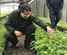 O Instituto Água e Terra, vinculado à Secretaria de Estado do Desenvolvimento Sustentável e do Turismo, distribui gratuitamente mudas de mais de 100 espécies nativas para todo o Estado. Entre elas estão araucária, jabuticaba, canela, peroba, imbuia e erva-mate, que formam parte da vegetação existente no Paraná. Apenas no ano passado foram cerca de 1,6 milhão de unidades.

Foto:IAT