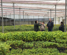 O Instituto Água e Terra, vinculado à Secretaria de Estado do Desenvolvimento Sustentável e do Turismo, distribui gratuitamente mudas de mais de 100 espécies nativas para todo o Estado. Entre elas estão araucária, jabuticaba, canela, peroba, imbuia e erva-mate, que formam parte da vegetação existente no Paraná. Apenas no ano passado foram cerca de 1,6 milhão de unidades.

Foto:IAT