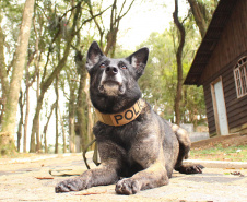 Cães da PCPR apreendem mais drogas em 2020 do que soma dos dois anos anteriores
Foto: PCPR