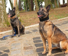 Cães da PCPR apreendem mais drogas em 2020 do que soma dos dois anos anteriores
Foto: PCPR