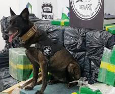 Cães da PCPR apreendem mais drogas em 2020 do que soma dos dois anos anteriores
Foto: PCPR