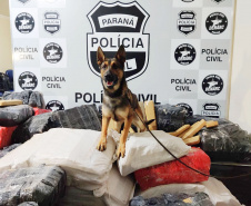 Cães da PCPR apreendem mais drogas em 2020 do que soma dos dois anos anteriores
Foto: PCPR