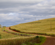 CHOPINZINHO - Estrada Rural.
