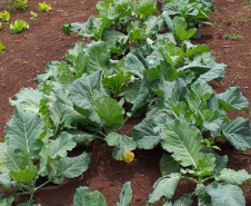 O projeto Renda Agricultor Familiar - ação do programa Nossa Gente criada em 2015, para ajudar as famílias que vivem no campo - já atendeu até o momento mais de 5