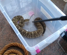 153 cobras peçonhentas são recolhidas de residência em Mandaguari
Foto:SEDEST/Polícia Ambiental