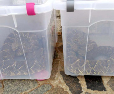 153 cobras peçonhentas são recolhidas de residência em Mandaguari
Foto:SEDEST/Polícia Ambiental