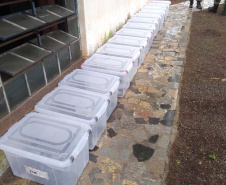153 cobras peçonhentas são recolhidas de residência em Mandaguari
Foto:SEDEST/Polícia Ambiental