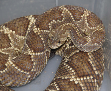 Sesa vai reativar a produção de soro contra picadas de cobras
. Foto:SESA
