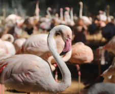 04/2019 - Foz do Iguaçu - Parque das Aves. Foto: José Fernando Ogura/AEN