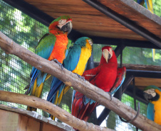 04/2019 - Foz do Iguaçu - Parque das Aves.  Foto: José Fernando Ogura/AEN