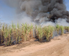 Paraná suspende por 30 dias queimada de cana-de-açúcar. Foto:SEDEST