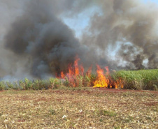 Paraná suspende por 30 dias queimada de cana-de-açúcar. Foto:SEDEST