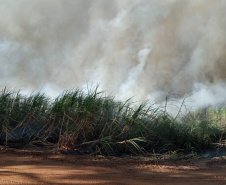 Paraná suspende por 30 dias queimada de cana-de-açúcar. Foto:SEDEST