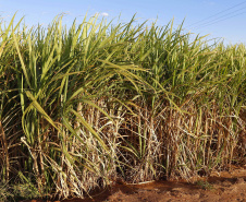 Paraná suspende por 30 dias queimada de cana-de-açúcar
. Foto:Arquivo AEN