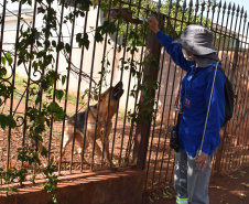 Copel alerta sobre cuidados com cães. Foto: Copel

