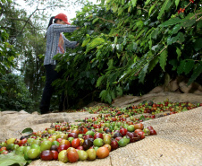 Plantação de café. Pinhalão 09/10/2019 Foto:Jaelson Lucas / AEN