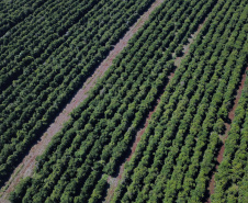 Rota do Café - Fazenda Palmeira - Distrito de Santa Mariana - Londrina/PR. Foto: José Fernando Ogura/ANPr