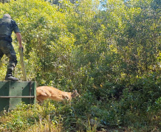 O animal surpreendeu moradores de São José dos Pinhais nesta quinta-feira (27) após ser visto por uma criança no alto de uma árvore no terreno da residência da família, que acionou os órgãos competentes. Foto:IAT