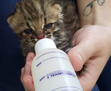 
IAT conta com parcerias para atendimento de animais silvestres. Foto:HV UniFil 