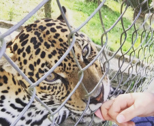 
Paraná aumenta apoio na preservação da fauna silvestre. Foto:SEDEST/IAT