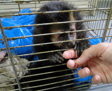 
Paraná aumenta apoio na preservação da fauna silvestre. Foto:SEDEST/IAT