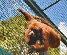 

Paraná aumenta apoio na preservação da fauna silvestre. Foto: Dnis Ferreira Netto/SEDEST