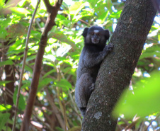 
Paraná aumenta apoio na preservação da fauna silvestre. Foto: SEDEST/IAT