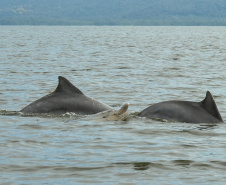 O cuidado com animais marinhos que vivem na área dos portos de Paranaguá e Antonina é o tema de uma nova campanha da Portos do Paraná