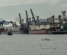 O cuidado com animais marinhos que vivem na área dos portos de Paranaguá e Antonina é o tema de uma nova campanha da Portos do Paraná. A empresa pública, em conjunto com a Cia Ambiental, desenvolveu uma cartilha para orientar embarcações sobre como agir ao encontrar grupos de botos-cinza durante a navegação.