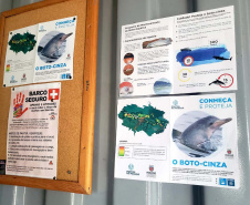 O cuidado com animais marinhos que vivem na área dos portos de Paranaguá e Antonina é o tema de uma nova campanha da Portos do Paraná. A empresa pública, em conjunto com a Cia Ambiental, desenvolveu uma cartilha para orientar embarcações sobre como agir ao encontrar grupos de botos-cinza durante a navegação.