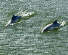 O cuidado com animais marinhos que vivem na área dos portos de Paranaguá e Antonina é o tema de uma nova campanha da Portos do Paraná. A empresa pública, em conjunto com a Cia Ambiental, desenvolveu uma cartilha para orientar embarcações sobre como agir ao encontrar grupos de botos-cinza durante a navegação.