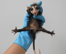 Três filhotes da espécie Didelphis albiventris, conhecido popularmente como gambá-de-orelha-branca, foram recebidos no mês passado pelo Escritório Regional do Instituto Água e Terra (IAT) no Litoral. Foto: Fernanda Felisbino/Bióloga IAT