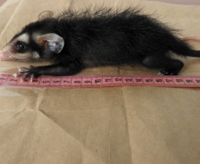 Três filhotes da espécie Didelphis albiventris, conhecido popularmente como gambá-de-orelha-branca, foram recebidos no mês passado pelo Escritório Regional do Instituto Água e Terra (IAT) no Litoral. Foto: Fernanda Felisbino/Bióloga IAT