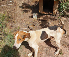 	Curso prepara servidores para atendimento de maus-tratos a cães e gatos. Nelson (antes). Foto: ONG 4 Patas