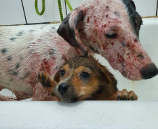 	Curso prepara servidores para atendimento de maus-tratos a cães e gatos. Pintadinha (antes). Foto: ONG 4 Patas