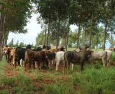 Integração pecuária e cultivo florestal aumenta produtividade. Foto:SEAB/IDR