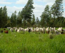 Integração pecuária e cultivo florestal aumenta produtividade. Foto:SEAB/IDR