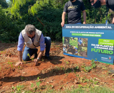 Paraná Mais Verde planta 1.500 árvores em Cianorte.Foto: IAT