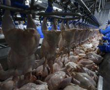 Palotina - 10-10-2020 - Cooperativa C Vale - Industria de Aves e Tilápia  - Foto : Jonathan Campos / AEN